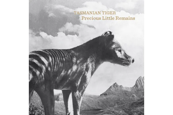 Tasmanian Tiger Precious Little Remains
